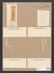 Diatomeae indet. Zeichnungen Sammlung Grunow Nr. 3298 (NHMW-BOT-W0370787)